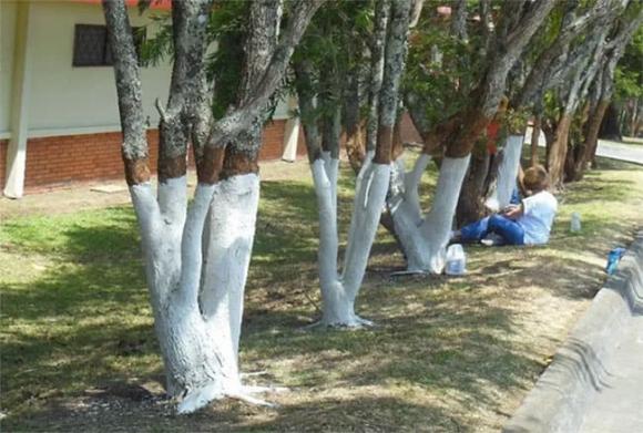 tại sao, vì sao, Tại sao chúng ta lại sơn màu trắng lên các thân cây, sơn màu trắng lên thân cây