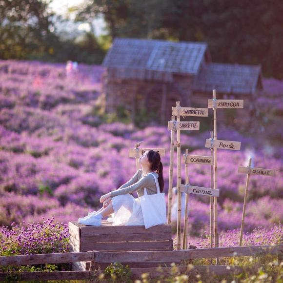 thảo nguyên hoa Long Biên, địa điểm đẹp ở Hà Nội, vườn hoa