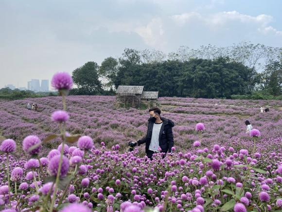 thảo nguyên hoa Long Biên, địa điểm đẹp ở Hà Nội, vườn hoa