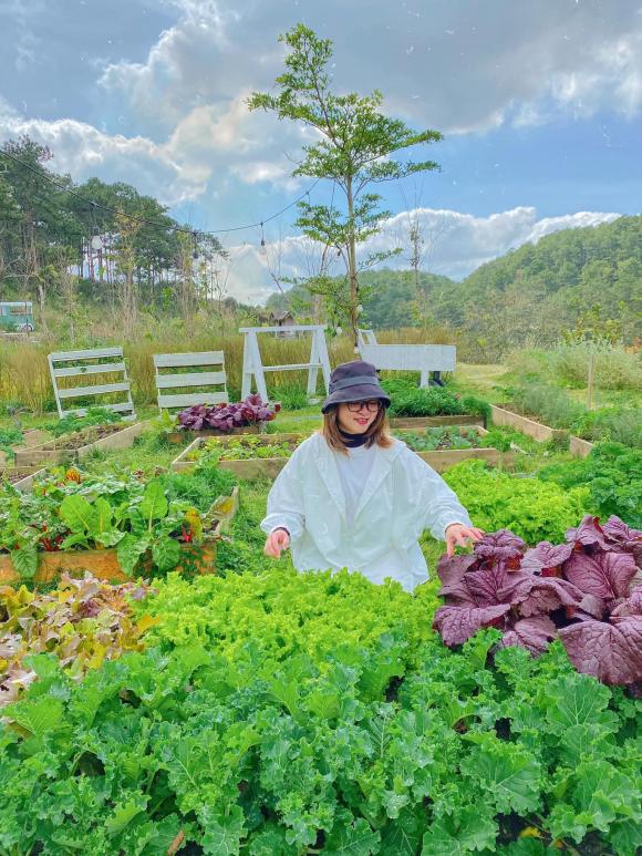 vườn rau, vườn rau đà lạt, rau sạch