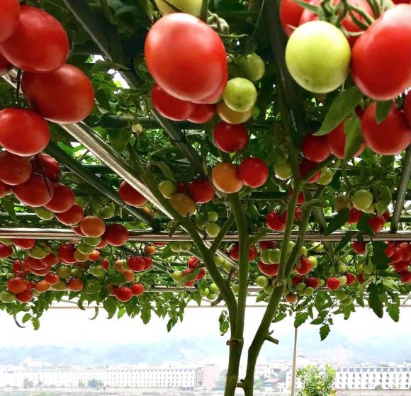trồng cà chua, chăm sóc cà chua, kinh nghiệm trồng cà chua