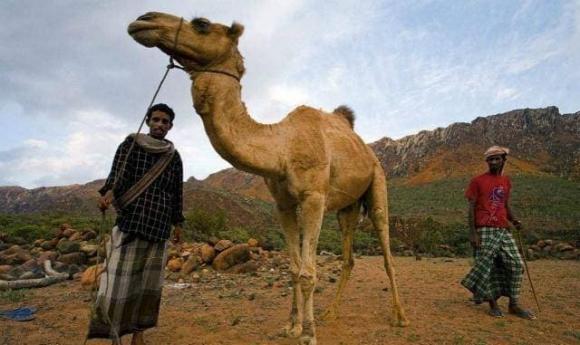 lạc đà, sa mạc, u bướu, động vật chịu khát