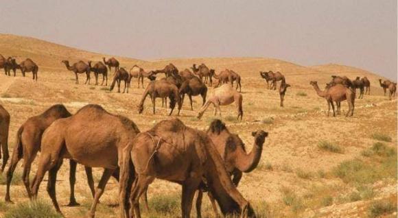 lạc đà, sa mạc, u bướu, động vật chịu khát