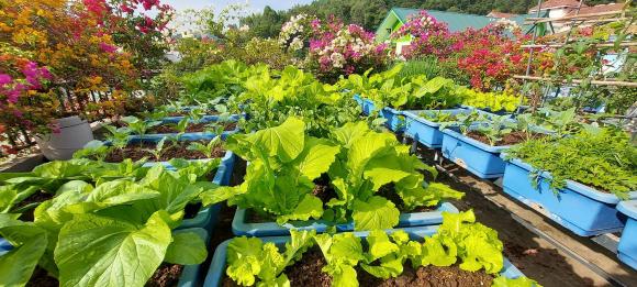 rau sach, vườn rau sạch, trồng rau trên sân thượng