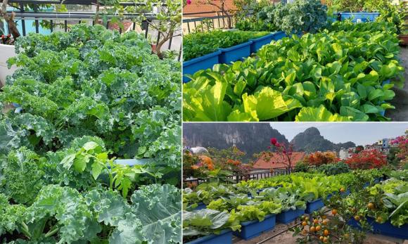 trồng rau trên sân thượng, bí quyết trồng rau, trồng rau sạch