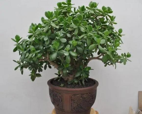 chăm sóc  cây cảnh