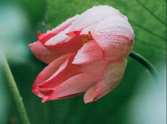 cung hoàng đạo, chòm sao, hiền lành nhưng mạnh mẽ