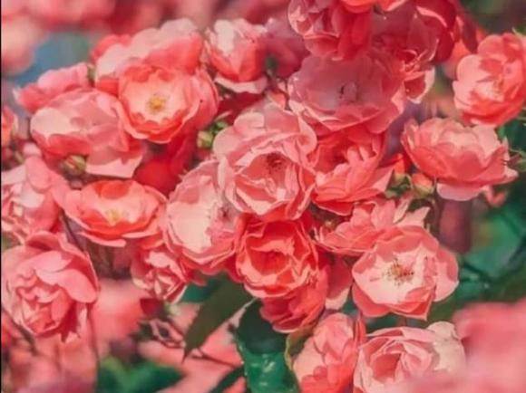 cung hoàng đạo, chòm sao, hiền lành nhưng mạnh mẽ