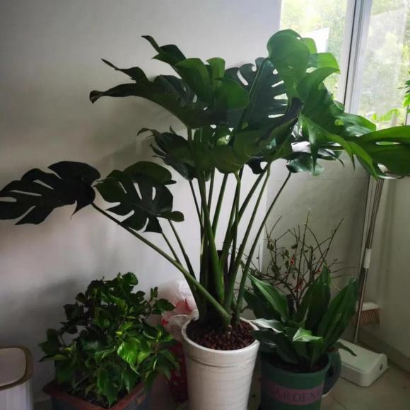 trồng cây trong nhà tắm