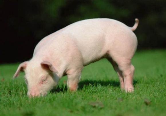 bộ phận bẩn của con lợn, vệ sinh an toàn thực phẩm, thịt lợn