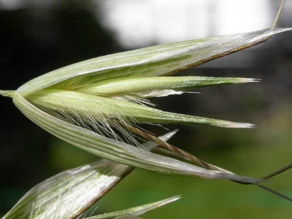  cây đi bộ, cây lạ, Yến mạch (Avena Sativa)