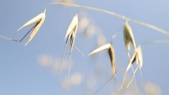  cây đi bộ, cây lạ, Yến mạch (Avena Sativa)