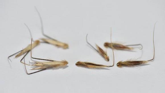  cây đi bộ, cây lạ, Yến mạch (Avena Sativa)