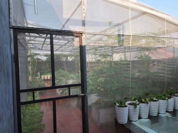trồng rau trên sân thượng, bí quyết trồng rau, trồng rau sạch
