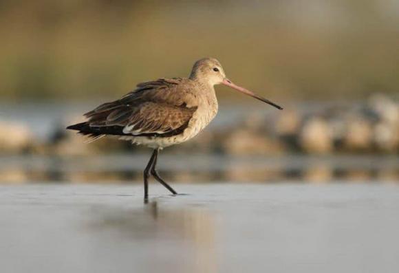 kỷ lục thế giới, chim, Godwit, di cư