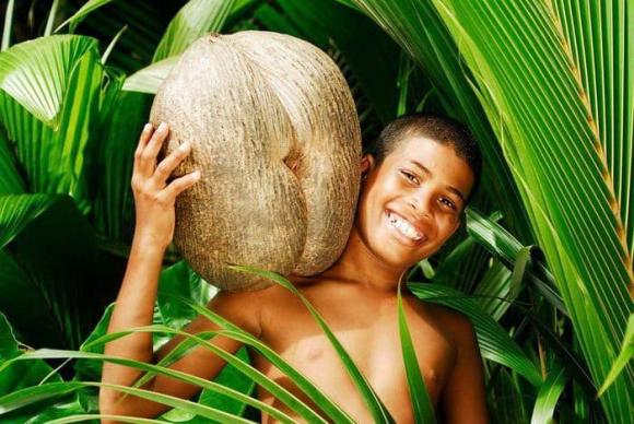 dừa biển, Lodoicea maldivica, Coco de Mer, dừa đôi, dừa hạt to