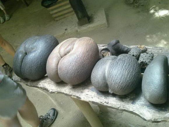 dừa biển, Lodoicea maldivica, Coco de Mer, dừa đôi, dừa hạt to