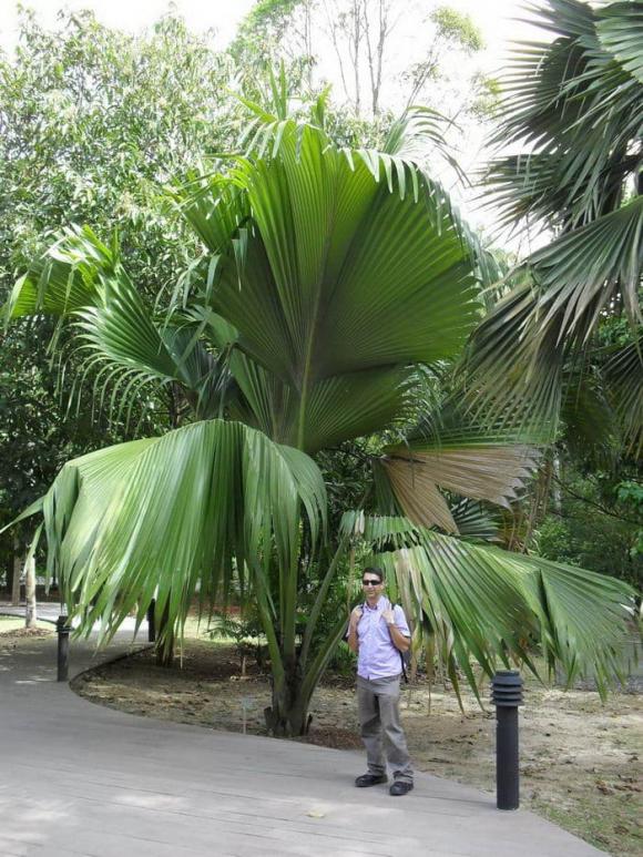 dừa biển, Lodoicea maldivica, Coco de Mer, dừa đôi, dừa hạt to