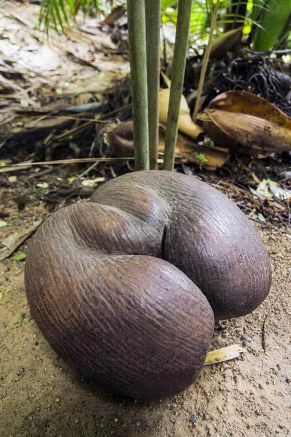 dừa biển, Lodoicea maldivica, Coco de Mer, dừa đôi, dừa hạt to