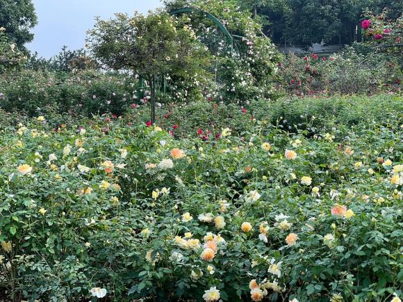 vườn hồng, trồng hoa hồng, cách chăm sóc hoa hồng 