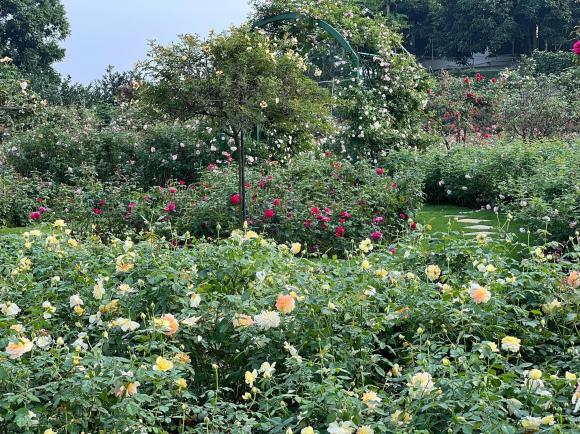 vườn hồng, trồng hoa hồng, cách chăm sóc hoa hồng 
