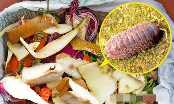 cuốn chiếu, con cuốn chiếu, chất độc của cuốn chiếu