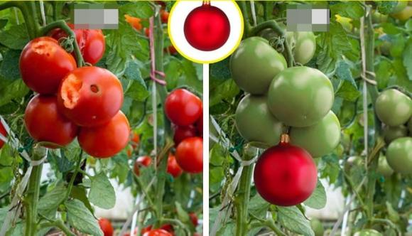 trồng cây, kỹ thuật trồng cây, vỏ trứng