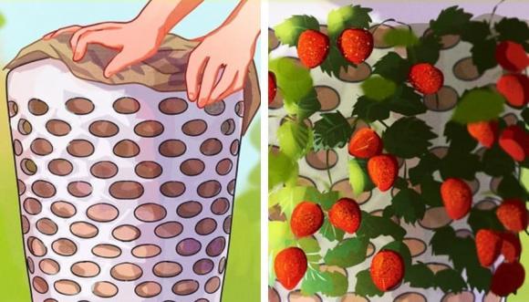 trồng cây, kỹ thuật trồng cây, vỏ trứng