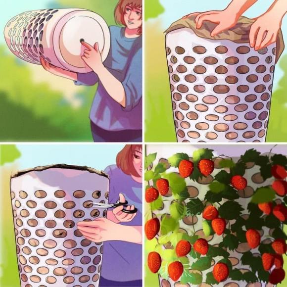 trồng cây, kỹ thuật trồng cây, vỏ trứng