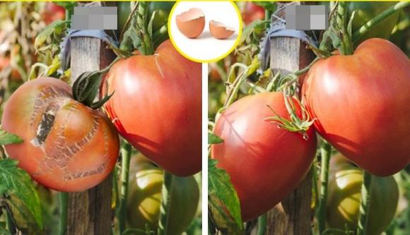 trồng cây, kỹ thuật trồng cây, vỏ trứng