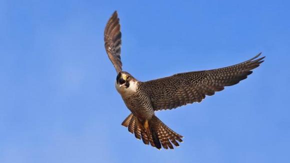 chim ưng peregrine, dơi đuôi tự do Brazil, con vật bay nhanh