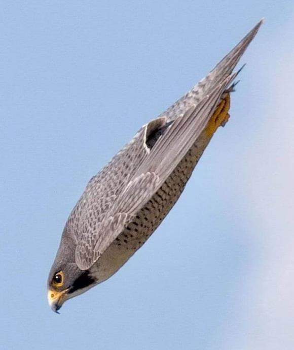chim ưng peregrine, dơi đuôi tự do Brazil, con vật bay nhanh