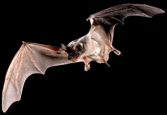 chim ưng peregrine, dơi đuôi tự do Brazil, con vật bay nhanh