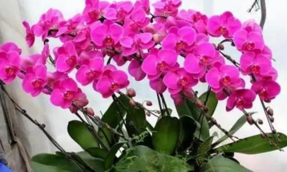 chăm sóc hoa, trồng hoa, phân bón cho hoa