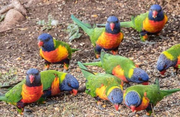 Australia, chim rơi, vẹt cầu vồng, Lorikeet (LPS)