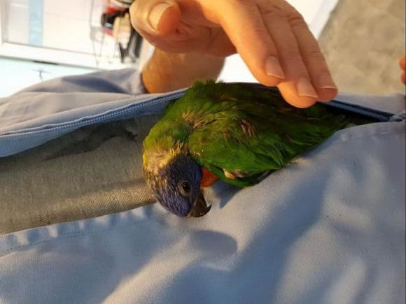 Australia, chim rơi, vẹt cầu vồng, Lorikeet (LPS)