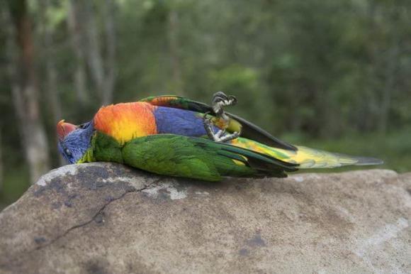 Australia, chim rơi, vẹt cầu vồng, Lorikeet (LPS)