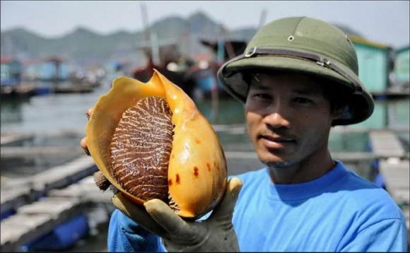 Ngọc trai Melo, ngọc ốc