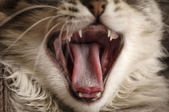 lưỡi mèo, lưỡi mèo lại nhám, kiến thức 