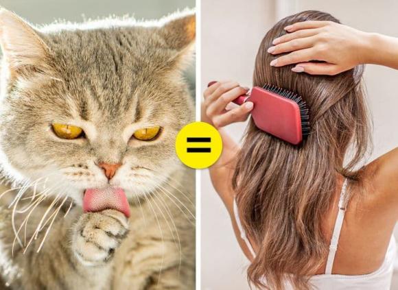 lưỡi mèo, lưỡi mèo lại nhám, kiến thức 
