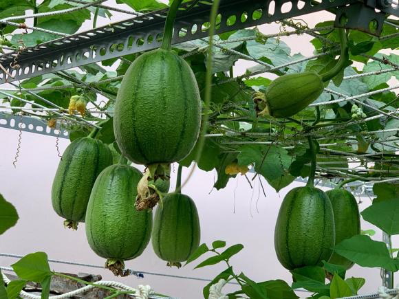 trồng rau sân thượng, trồng rau, bí quyết trồng rau