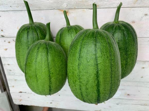 trồng rau sân thượng, trồng rau, bí quyết trồng rau
