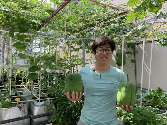 trồng rau sân thượng, trồng rau, bí quyết trồng rau