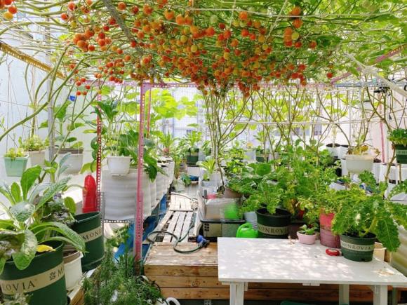 trồng rau sân thượng, trồng rau, bí quyết trồng rau