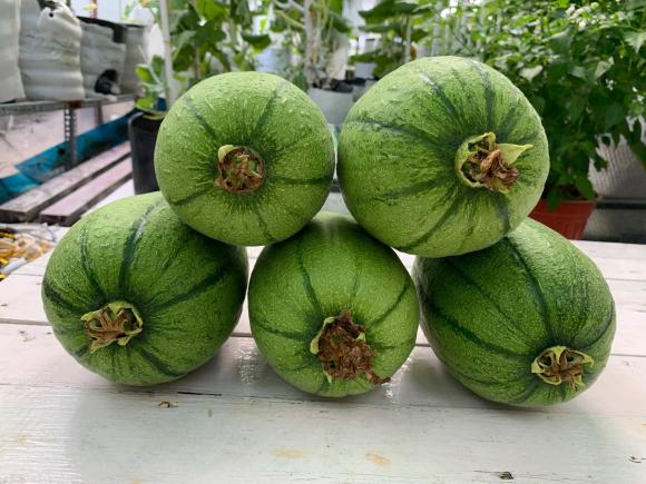 trồng rau sân thượng, trồng rau, bí quyết trồng rau