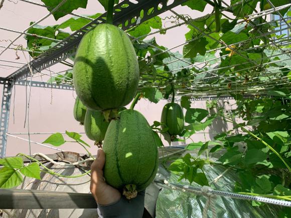 trồng rau sân thượng, trồng rau, bí quyết trồng rau