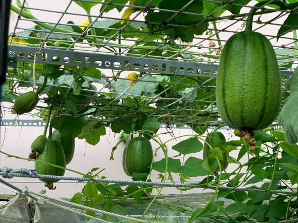 trồng rau sân thượng, trồng rau, bí quyết trồng rau