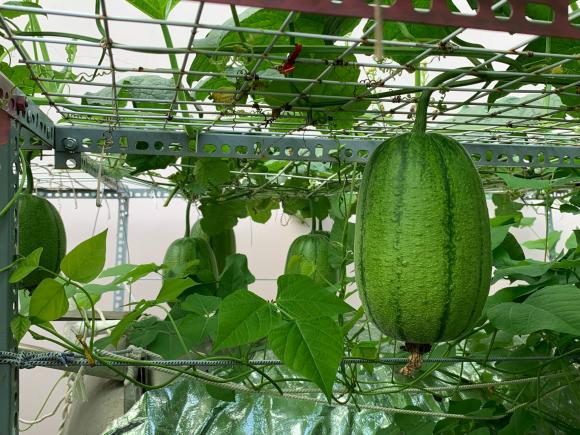 trồng rau sân thượng, trồng rau, bí quyết trồng rau