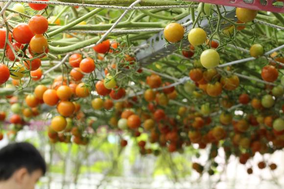 trồng rau sân thượng, trồng rau, bí quyết trồng rau
