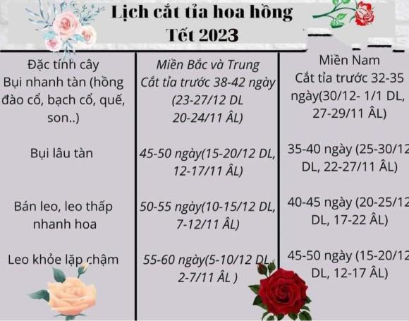 cắt tỉa hoa hồng, trồng hoa hồng, chăm hoa hồng, hoa hồng